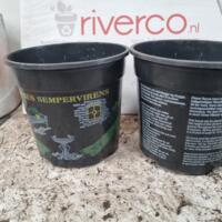 13 cm NIEUWE harde potten met Buxus opdruk / NEW 13 cm pots / pottenhandel machinehandel