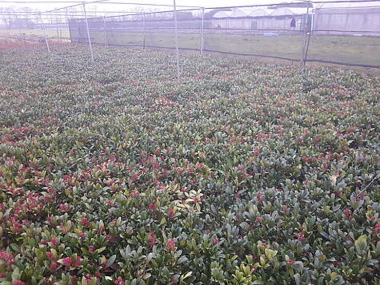 Skimmia planten