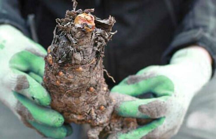 Rabarber planten 'Frambozen Rood'