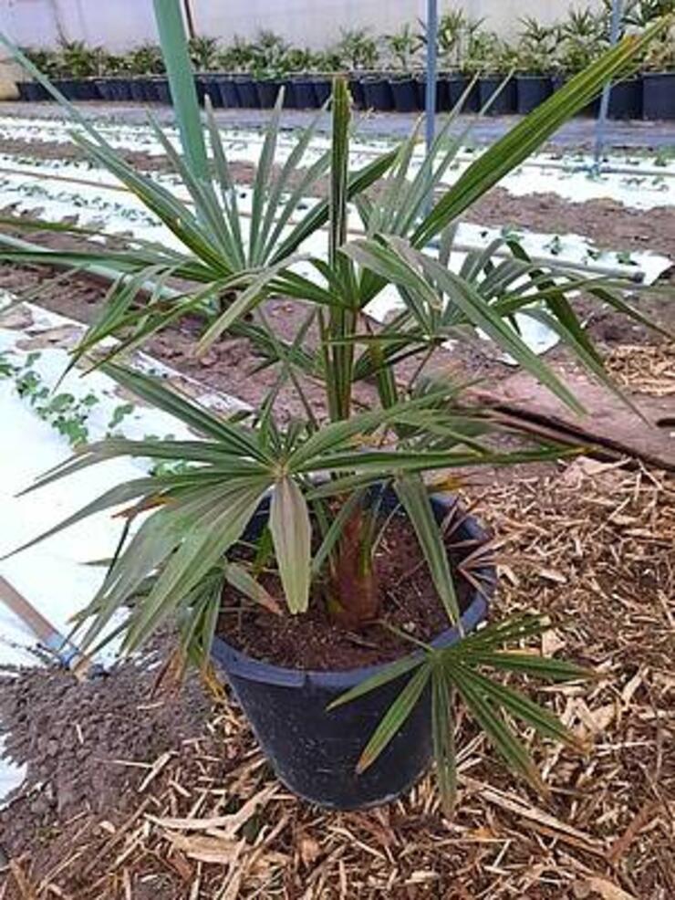 Winterharde palmen, Trachycarpus Fortunei