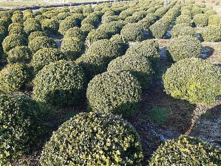 buxus  50cm tot 120cm  (perceel opruiming)