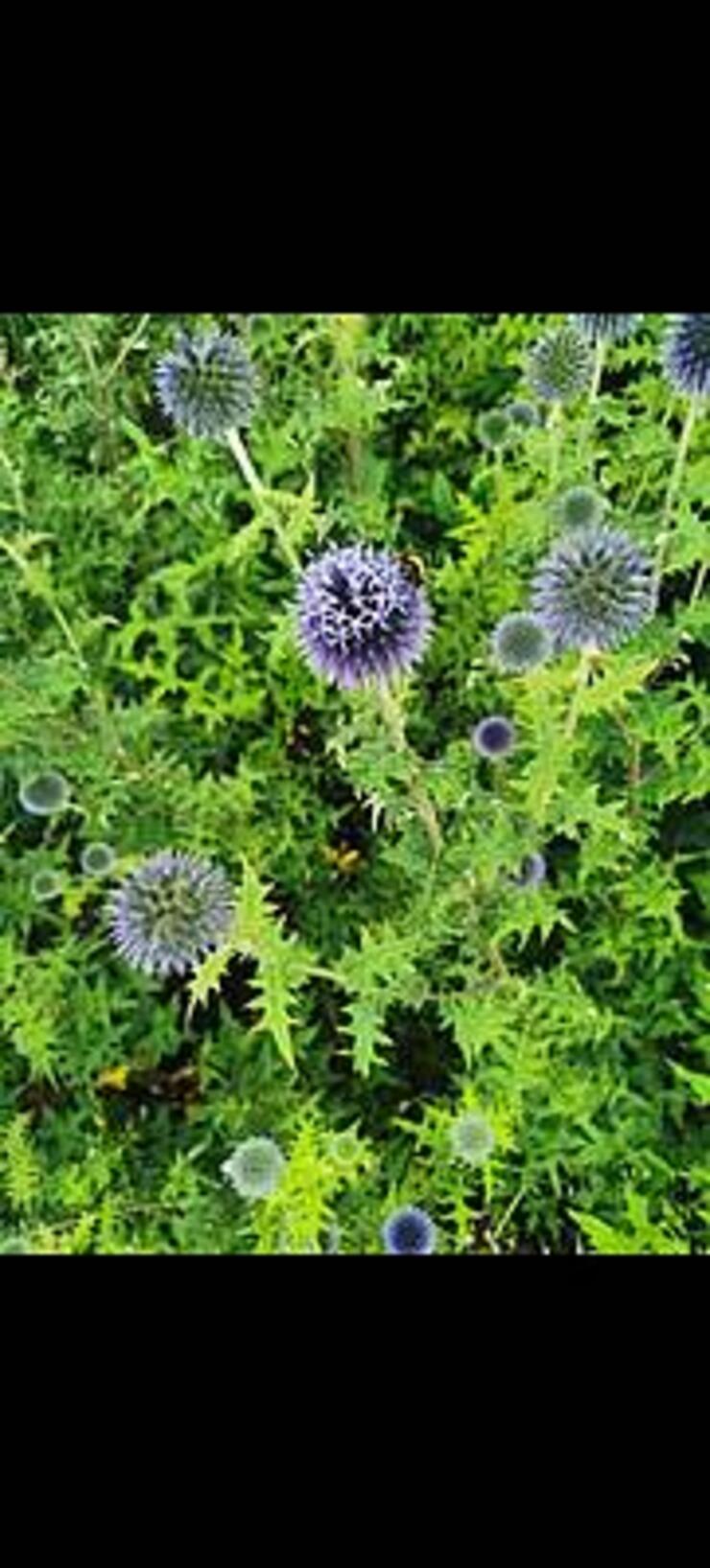 Echinops ritro