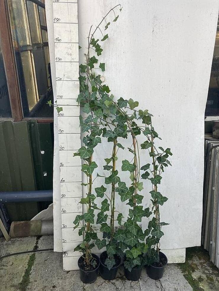 Hedera hibernica 120/140. 