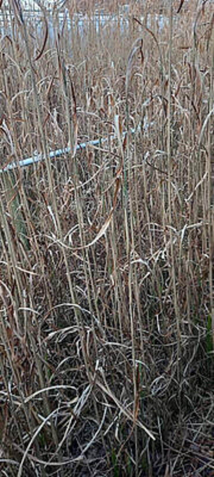 Miscanthus Gracilimus, Strictus en Panicum Shenandoah sedum agapanthus albus