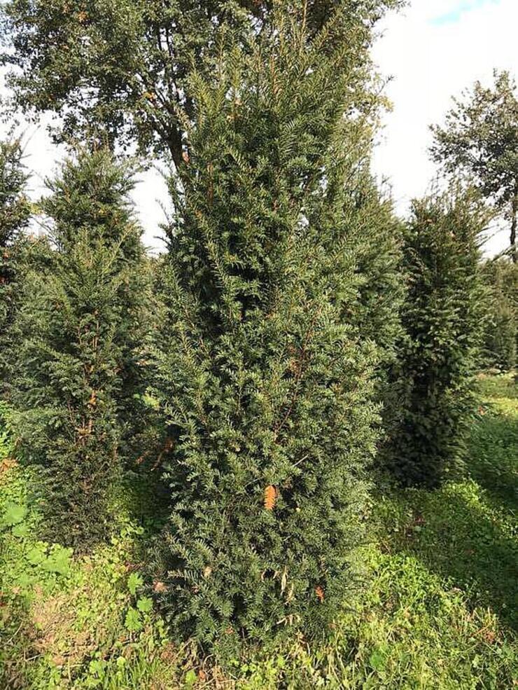 Te koop taxus