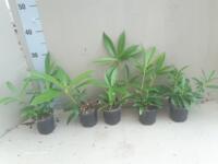 Skimmia Kew Green p9 en 2 liter potten