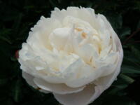 Paeonia Lactiflora Gardenia