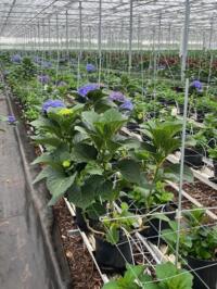 Hortensia planten Delft Bleu & Red Fury