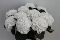 Hortensia planten Schneeball