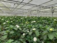 Hortensia / Hydrangea planten meerdere soorten_ Sneeuwbal_Ruby_Lollypop_Rodeo