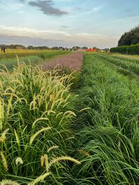 Laatste beschikbare landplanten siergrassen