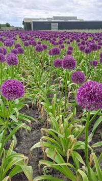 Allium bollen 