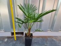 Trachycarpus wagnerianus winterharde palmbomen