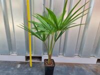 Trachycarpus fortunei winterharde palmboom