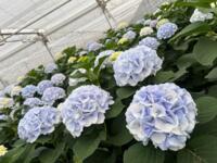 Hortensia planten Royal Surprise en Ruby Star