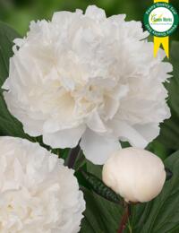 Paeonia Dr. F. G. Brethour is een prachtige puur witte pioen met dubbele bloemen.