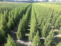 5000 stuks mooie gezonde Picea gl CONICA December hoogte ca 70-80 cm