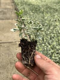 Verschillende soorten Euonymus Stek