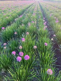 Vaste plant Allium Millenium landplanten 