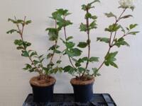 Aangeboden plantgoed Viburnum opulus Roseum