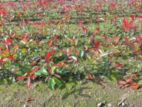 Plantgoed photinia frasseri red robin 