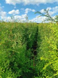 Perceel Planten, Taxus, Smaragd, Brabant, Buxus