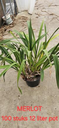 Cymbidium planten te koop