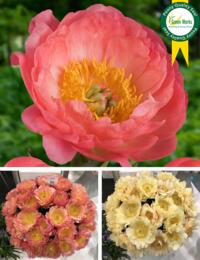 Paeonia Coral Sunset is een fraaie pioenroos met grote, zalmoranjekleurige bloemen. 