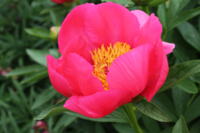 Paeonia Hybride Flame