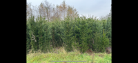 Grote Taxus baccata 225/250 