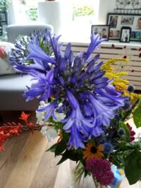 Agapanthus wit en blauw