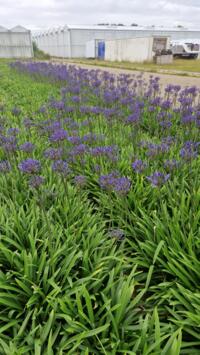 Agapanthus wit en blauw