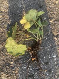 Te koop: Landplanten van Alchemilla en Panicum 