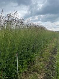 Panicum / sanquisorba voor snijbloemncultuur