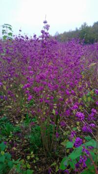 Callicarpa profusion met bes aangeboden, tevens ligustrum, fagus taxus