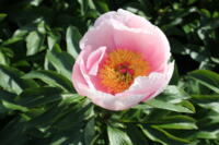 Paeonia Hybride Soft Salmon Saucer