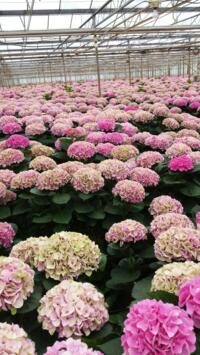  5000 Hortensia / Hydrangea planten  opal