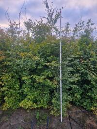 Grote maten Fagus Sylvatica (groene beuk) 220 tot 300 cm en meer slechts € 1,50 !!!