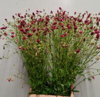 sanguisorba officinalis pink Tanna en Arnhem