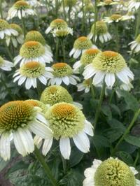 Echinacea ( coneflowers)