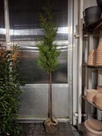 Thuja op stam 