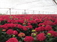 Hortensia planten te koop: 1500 Hydrangea Magical Rubyred, 12 liter pot