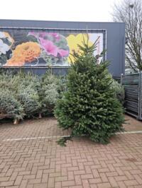 grootte kerstbomen