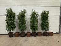 thuja-taxus-prunus-ilex-fargesia-photinia- in papieren potten !! The Natural Collection plantpots