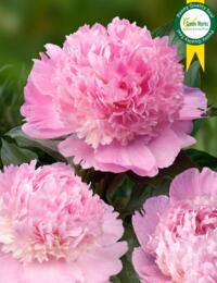 Paeonia Angel Cheeks