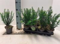 plantgoed boomkwekerij taxus prunus en meer