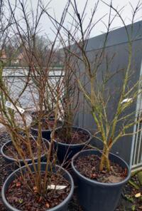 Aangeboden grote maten Lagerstroemia in soorten