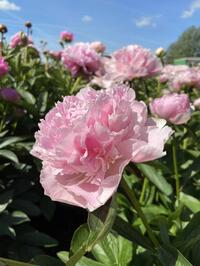 Paeonia Mary Brand