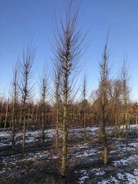 Perceel opruiming Carpinus betulus Fastigiata 