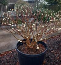 AANGEBODEN Edgeworthia chrysantha grote maat